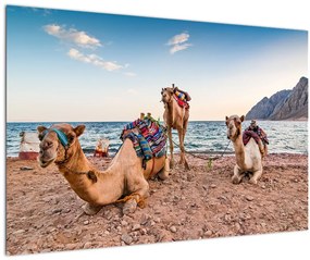 Tablou cu cămile (90x60 cm)