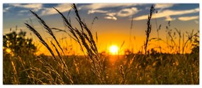 Tablou cu câmp în apus de soare (120x50 cm)