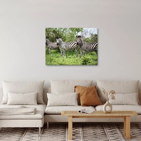 Tablou cu zebre (70x50 cm)