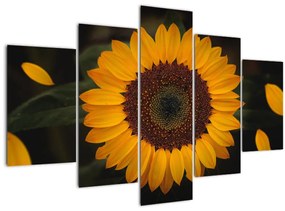 Tablou - Floarea soarelui și petale (150x105 cm)