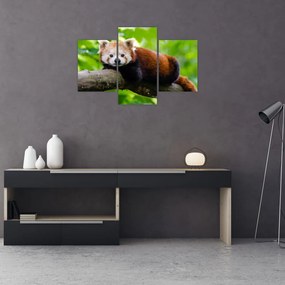 Tablou cu panda roșie (90x60 cm)
