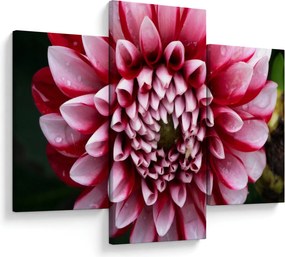 Tablou cu dalie roz (90x60 cm)