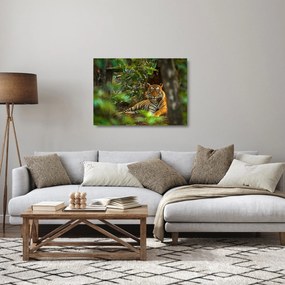 Tablou pe sticlă - Tigru odihnindu -se (70x50 cm)