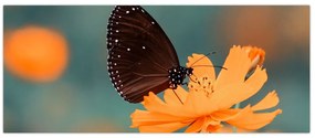 Tablou - fluture pe o floare portocalie (120x50 cm)