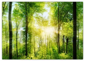 Tablou pe sticlă - Răsărit în pădure (70x50 cm)