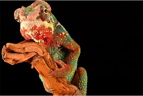 Tablou cu cameleon pe creangă (90x60 cm)