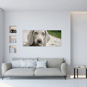 Tablou - cățeluș weimaraner (120x50 cm), în 40 de alte dimensiuni noi