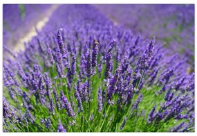 Tablou - lavanda (90x60 cm)