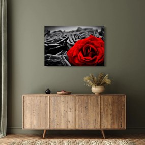 Tablou - Flori de trandafir (90x60 cm)
