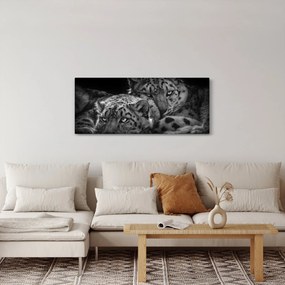 Tablou - Gheparzi care se odihnesc (120x50 cm)