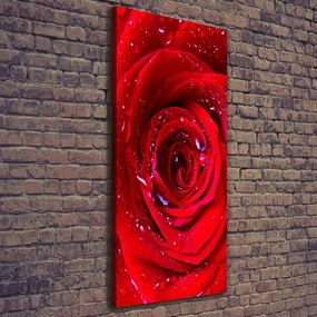 Imprimare tablou canvas Trandafir roșu
