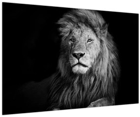 Tablou - Leu, alb și negru (90x60 cm)