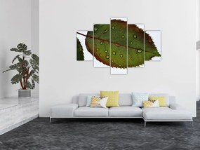 Tablou - Frunze de trandafir (150x105 cm)