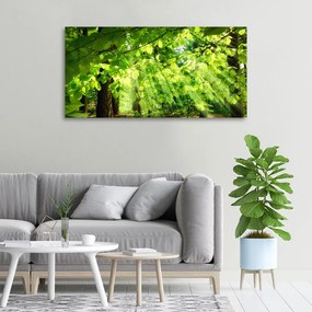 Tablou pe pânză canvas Frunze de fag