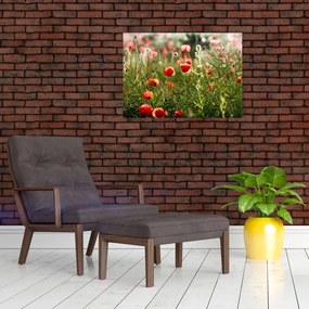 Tablou pe sticlă cu maci (70x50 cm)