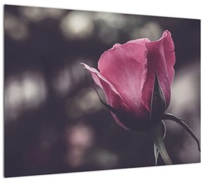 Tablou pe sticlă - Detaliu florii de trandafir (70x50 cm)