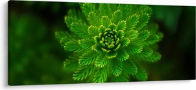 Tablou cu coniferi (120x50 cm)