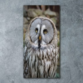 Fotografie imprimată pe sticlă Bufniţă