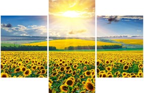 Tablou - Câmp cu floarea soarelui (90x60 cm)