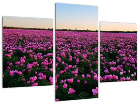 Tablou - Pajiștea cu lalele violet (90x60 cm)