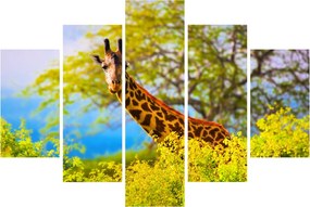 Tablou - Girafa în Africa (150x105 cm)