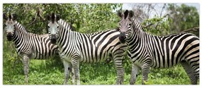 Tablou cu zebre (120x50 cm)