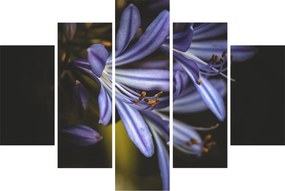 Tablou - Lila (150x105 cm)