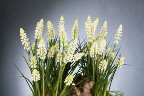 Aranjament floral design LUX MUSCARI, 30x60cm