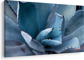 Tablou - Agave (90x60 cm)
