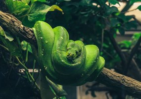 Fototapet - Șarpele verde (254x184 cm), în 8 de alte dimensiuni noi