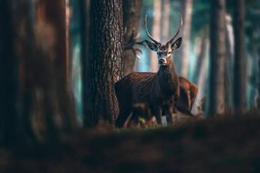Fototapet cerbul în pădure