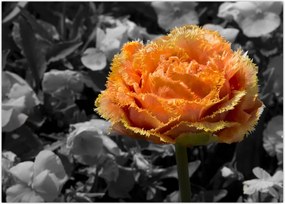 Tablou cu floare (70x50 cm)