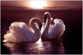 Tablou - Lebede pe lac (90x60 cm)