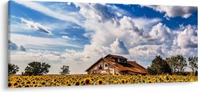 Tablou cu câmp de floarea soarelui (120x50 cm)