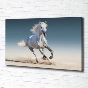 Tablou pe pânză Cal alb în galop