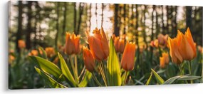 Tablou - florile lalelelor (120x50 cm)