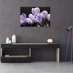 Tablou - Crocus violet (90x60 cm)