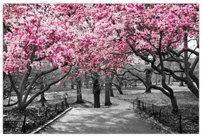 Tablou copacului magnolie (90x60 cm)