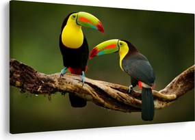 Tablou tucani sezând , Costa Rica (90x60 cm)