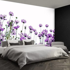 Fototapet Cosmos Flori
