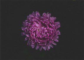 Tablou pe sticlă cu floare violetă (70x50 cm)