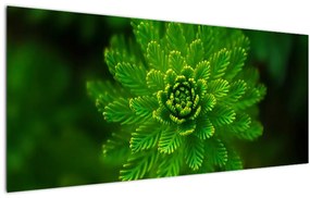 Tablou cu coniferi (120x50 cm)