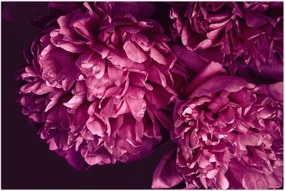 Tablou - Floarea bujorului (90x60 cm)