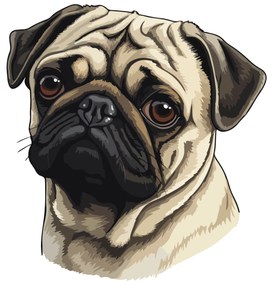 PIPPER. Autocolant Pug Dog mărimea: 60cm