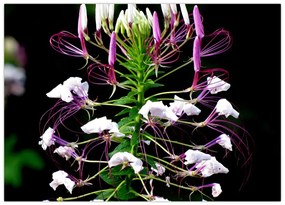 Tablou cu floare (70x50 cm)