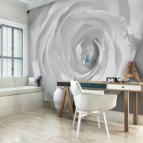 Fototapet - Trandafir alb (152,5x104 cm)