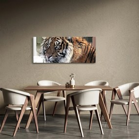 Tablou cu tigrul (120x50 cm)