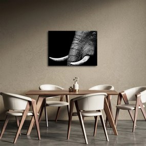 Tablou - Colți de elefant (70x50 cm)