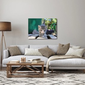 Tablou cu pisicuțe (70x50 cm)