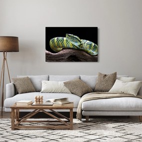 Tablou - Șarpele cu clopoței al lui Wagler (90x60 cm)